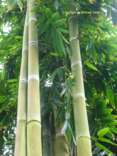 Bambus verholzt und ist damit eine Alternative zu Bäumen.