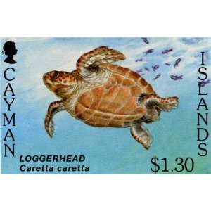  Cayman Island Loggerhead Sea Turtle Stamp Print 