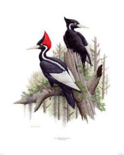 the museum collection series 6 ivory billed woodpecker pair