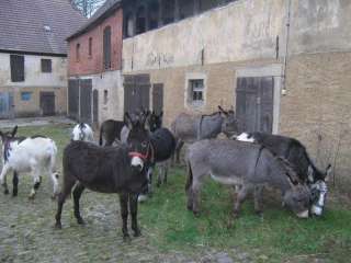 Hir ist eine kleine Auswahl von Esels in Sachsen Anhalt   Naumburg 