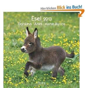 Esel / Donkeyes / Anes / Asini / Burros 2013. Broschürenkalender 