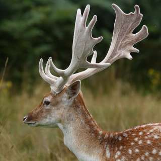 the handle is the actual section of a real european fallow deer