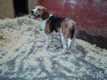 Beagle Annunci per Animali e Accessori   Animali e cuccioli in vendita 