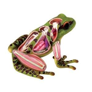 Revell X Ray Frog Anatomy Models  Toys & Games