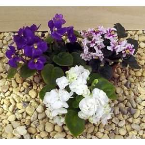  3 Miniature African Violets   Blue, White, Bi colored 