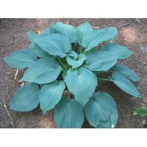  Hosta, Blue Angel 6 pack starter plants, shade, guaranteed 