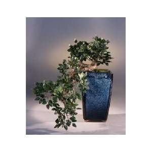  Artificial Chinese Elm Bonsai Tree. Cascade Style Patio 