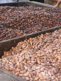Once the cacao beans have been removed from the pods, they are 
