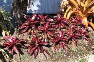 BROMELIAD Neoregelia MARGARET Double Plant Sun Lover  