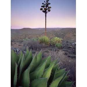  Landscape and Century Plant, Baja, Mexico, North America 