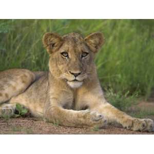 Lion (Panthera Leo), Cub, Kruger National Park, South Africa, Africa 