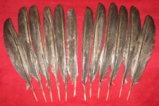 12 Marbled Black Turkey Primary Wing Feathers  