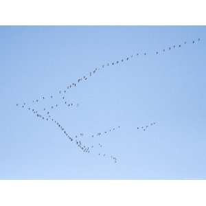  Migrating Canada Geese Flying North over Pennsylvania 