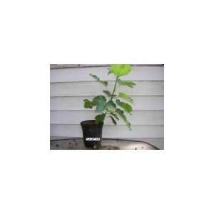   Edible Fig Tree 2 Years Old 2+ (Ficus Carica) Patio, Lawn & Garden
