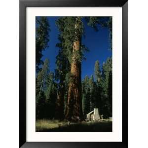  Giant Sequoia Tree Towers over a Rustic Museum Building 