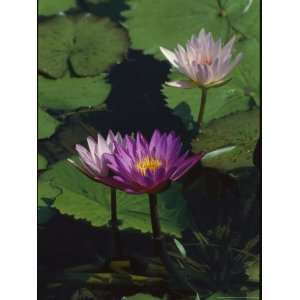  Fragrant Water Lily Flowers National Geographic Collection 