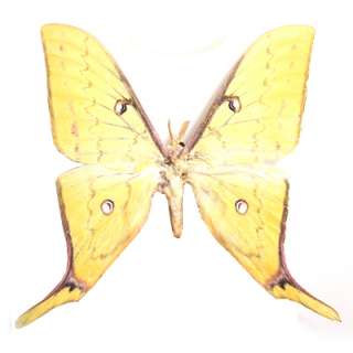 unmounted butterfly moth Actias angulocaudata YELLOW  
