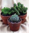 Exotic Euphorbia Collection   3 Plants   Easy to grow   3 Pots
