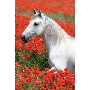   Horses 54 piece Mini Puzzle White Horse in Roses Toys & Games
