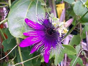 Purple and indigo passion flower vine our hybrid Passiflora Gail 