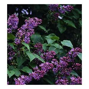    Old Fashioned Fragrant Lilac Shrubs BLOW OUT Patio, Lawn & Garden