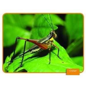   Pack EDUPRESS SCIENCE READING COMP CARDS INSECTS 