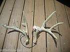 TAXIDERMY 8x7 AWESOME SET OF WILD SHEDS W/T DEER ANTLERS HORN LOG 