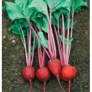  Davids Non Hybrid Red Beet Early Wonder Tall Top 300 