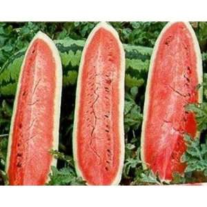  Watermelon Seeds   Jubilee Improved (25 Seeds) Patio 