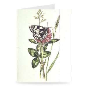 Marbled White Butterfly on Clover (w/c) by   Greeting Card (Pack of 